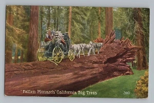 Fallen Monarch California CA Big Trees Horse Drawn Stagecoach Postcard 1907-15 - Picture 1 of 2