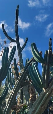  cactus rari,cereus  Peruvianus - Immagine 1 di 4