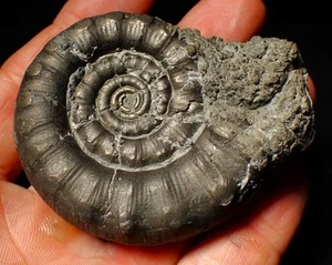 Large pyrite Eoderoceras ammonite fossil (70 mm) Jurassic Coast UK minerals rock - Picture 1 of 7