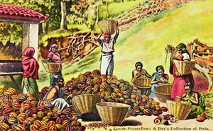 "Coleccionando las cápsulas" una postal publicitaria C1910 The Wholesale Cocoa Company - Imagen 1 de 5