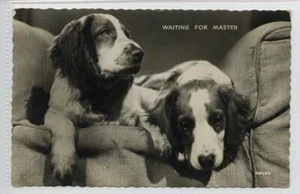 RP of a pair of Spaniel Dogs c1960 - Picture 1 of 1