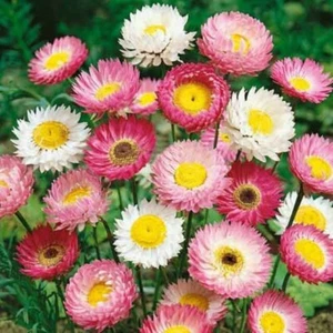 100 X PAPERDAISY SEEDS-MIXED COLOURS-PINK-WHITE-COTTAGE GARDEN-NATIVE CUT FLOWER - Picture 1 of 11