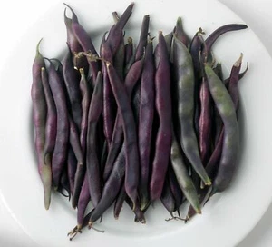 Purple Pod Bean - Phaseolus vulgaris - 10+ seeds - Semillas - Graines - H 106 - Picture 1 of 2