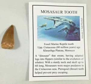 A Grade Fossil Mosasaur Tooth - Dinosaur Teeth 30-40mm - Cretaceous - Morocco - Picture 1 of 3
