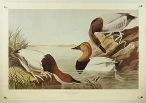 AUDUBON Canvas-Backed Duck ~ high quality vintage waterfowl art print 33x23" - Bild 1 von 10