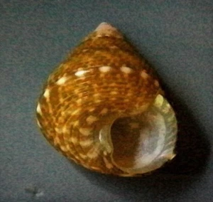 Caracol de mar Jujubinus escudidus 5-6 mm gema/F++ - Imagen 1 de 3