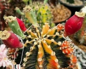 Gymnocalycium LB2178 hybrid variegate 10 seeds + FREE CERTIFICATE - Picture 1 of 2