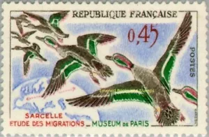 Aves EBS Francia 1960 - verde azulado común - Oiseaux - Sarcelle - YT 1275 - MNH** - Imagen 1 de 1