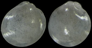 KELLIELLA ABYSSICOLA WOOOOW - Picture 1 of 1
