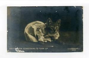 Alerta Gato Antropomórfico en Vestido Esperando, Foto Postal RPPC, Rotógrafo - Imagen 1 de 2