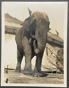 Original RINGLING BROS Zirkus ELEFANT Porträt FOTO - Roland Butler Sammlung - Bild 1 von 9