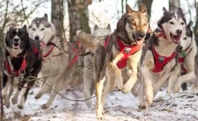 Sali Sport Sled Harness Rot | V-Back Zughunde Hundegeschirr Canicross