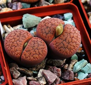 Lithops aucampiae v. koelemanii C256 semillas 100pcs - Imagen 1 de 2