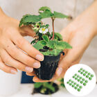  100 Pcs Hydroponic Garden Label Growth Basket Stickers Plant Baskets Flowerpot