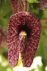 ca. 100 frische Samen von Aristolochia elegans, Gespensterpflanze, eigene Ernte! - Picture 1 of 2