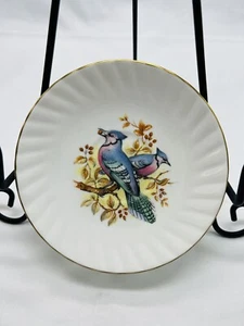 Queen’s Rosina Birds Of America Series 1 Bone China 3pc Saucer Nature BlueJay - Picture 1 of 9