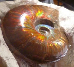 4.6" Rojo AZUL CENTRO AMONITA FÓSIL 100 MYO Madagascar ANTIGUO STOCK - Imagen 1 de 14