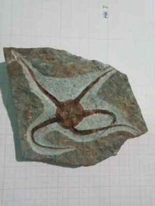 seestern fossil Lapworthia miltoni - Bild 1 von 2