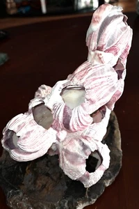 Natural Purple Acorn Barnacle Cluster (1 lbs) - Picture 1 of 5