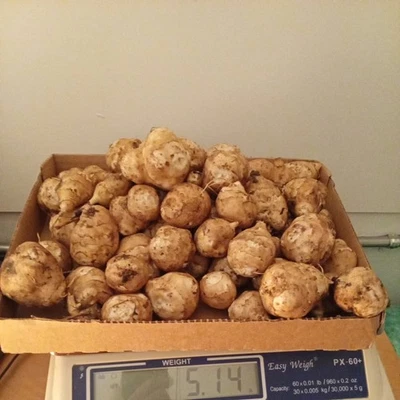 5 lbs. Jerusalem Artichokes Sun Chokes, To Eat or Plant tubers bulbs VT Grown  - Image 1 of 4