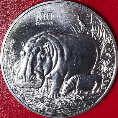 1998 ZAMBIA 100 KWACHA HIPPO HIPPOPOTAMUS CALF AFRICAN WILDLIFE CU-NI no silver - Image 1 of 4