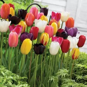 1 Pack 20 Colored Tulip Seeds Tulip Tulipa Garden Flower - Picture 1 of 5