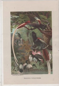 ART Print (1885) "PARADISE FLYCATCHER" Chromolithograph Prang - Selmar Hess OF - Picture 1 of 1