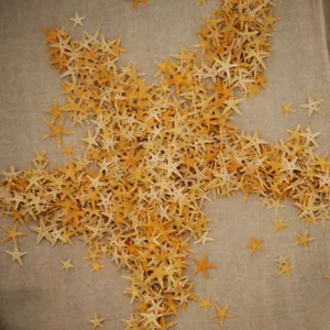 20 Mix Tiny Starfish Dried Sea Stars Shells Beach Wedding Decor DIY 0.5 - 1.5 cm - Picture 1 of 7