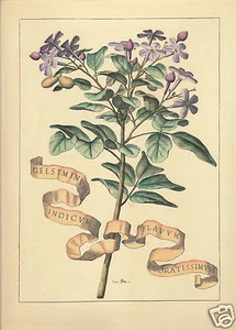 Ediz Fiorella Falteri Florence Italy HC print gelsemium Ferrari Florum Cultura - Bild 1 von 3