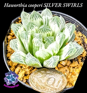 Haworthia cooperi SILVER SWIRLS VARIEGATED variegata Succulent Gasteria family - Picture 1 of 5