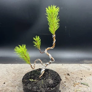 Shohin Japanese red pine bonsai  - Picture 1 of 11