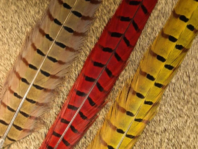 Nature's Spirit 2 DYED RINGNECK PHEASANT TAIL FEATHERS Fly Tying  - Image 1 of 2