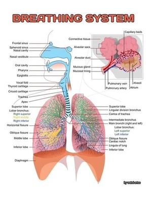 Breathing System Diagram Poster, Human Anatomy Wall Art, Edu Print, No Frame - Image 1 of 4