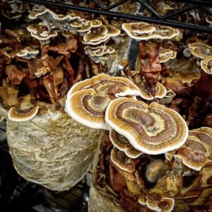 Reishi Pilzzuchtset XXL Ganoderma Vital Pilze - Bild 1 von 1