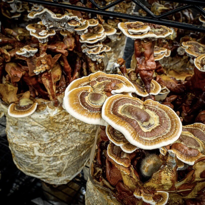 Reishi Pilzzuchtset – Glänzender Lackporling Pilze selber züchten Growkit - Bild 1 von 1