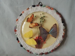 3 Different butterflys entomology in a beautiful case - Picture 1 of 9