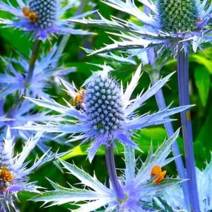 Sea Holly Seeds | Blue Thistle Eryngium Eryngo Flower Seed 2024 Fast Shipping - Picture 1 of 10