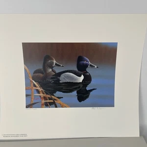 Pennsylvania Waterfowl Management Stamp Print Ring Necked Ducks 1999 #2235 - Picture 1 of 5