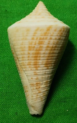 Conus garciai #D0124 Honduras 46mm - Image 1 of 4