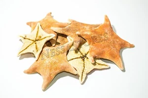 Murciélago estrella de mar cáscara de mar NessaStores playa boda artesanía real 3" -4" (7 piezas) #JC-53 - Imagen 1 de 5