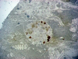 Bromuro Ordovícico Fm Pooleville Mbr piedra caliza fósil rica sección delgada Oklahoma - Imagen 1 de 5