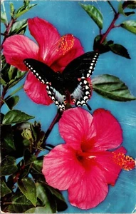Scarlet Hibiscus Flower, Butterfly Florida Postcard 1961 - Picture 1 of 2