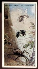 Tobacco Card, Lambert Butler, WONDERS OF NATURE, 1924, Spider Hunting Wasps, #23