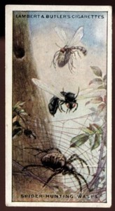 Tobacco Card, Lambert Butler, WONDERS OF NATURE, 1924, Spider Hunting Wasps, #23