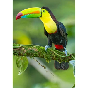 Tucán - Tarjeta de felicitación postal lenticular 3D - NUEVA - Imagen 1 de 1