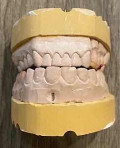 Dental Tooth Model - Picture 1 of 9