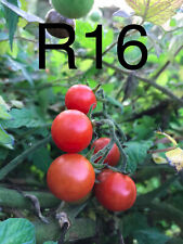 20 graine tomate cerise ROSE QUARTZ MULTIFLORA (bio/reproductible) frai por uniq
