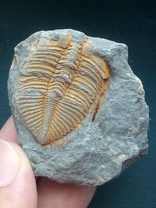47g Silurzeit Coronocephalus Trilobit Schwanzpräparat Gestein Hunan China - Bild 1 von 10