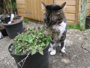 Más de 50 semillas de hierba gatera genuina (minta gato) Nepeta cataria - frescas viables, cultivadas en casa - Imagen 1 de 11