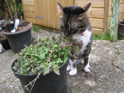 50+ semillas de hierba gatera genuina (menta) Nepeta cataria - frescas viables, cultivadas en casa  - Imagen 1 de 4